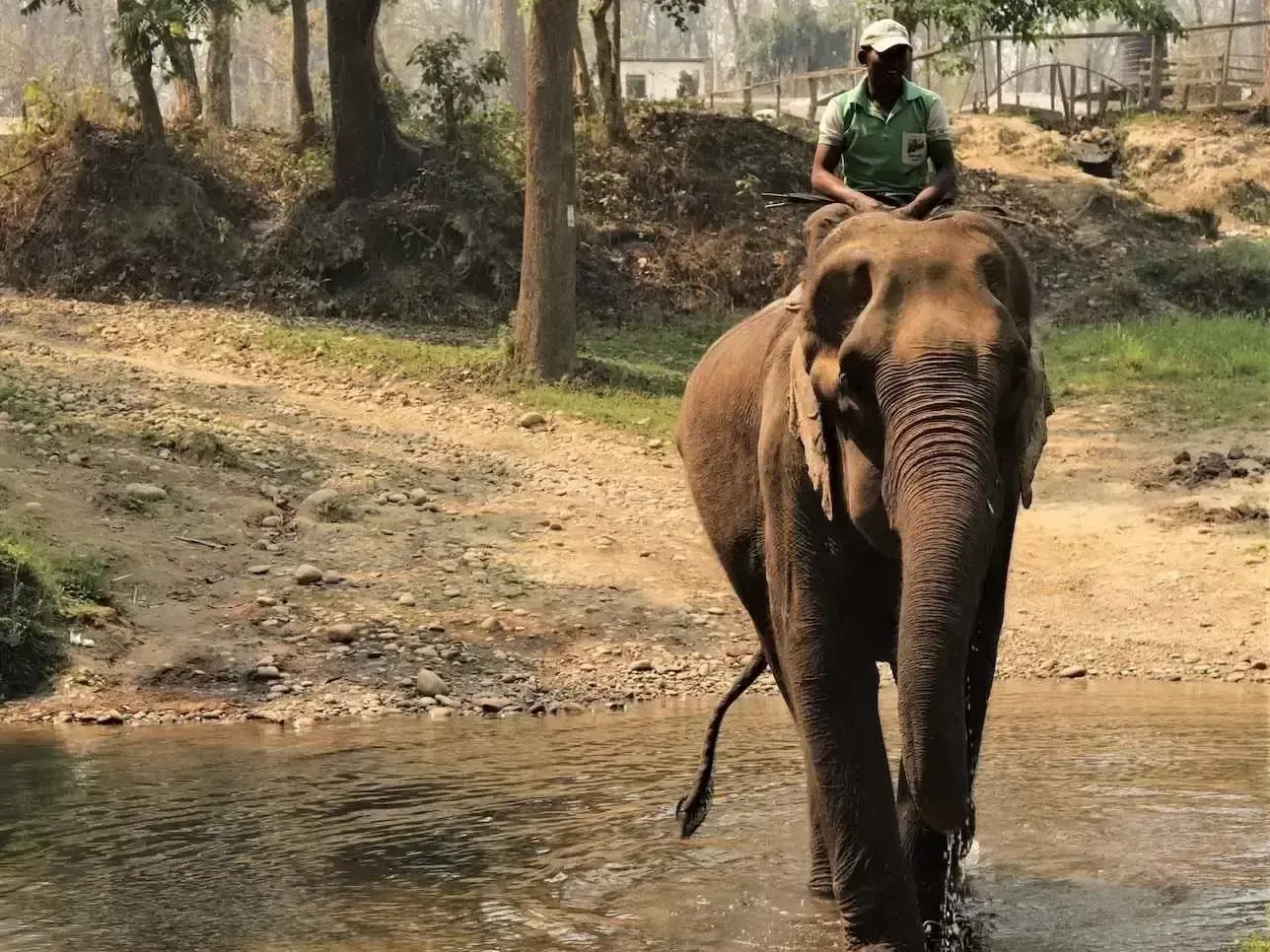 Сафари в джунглях Непала